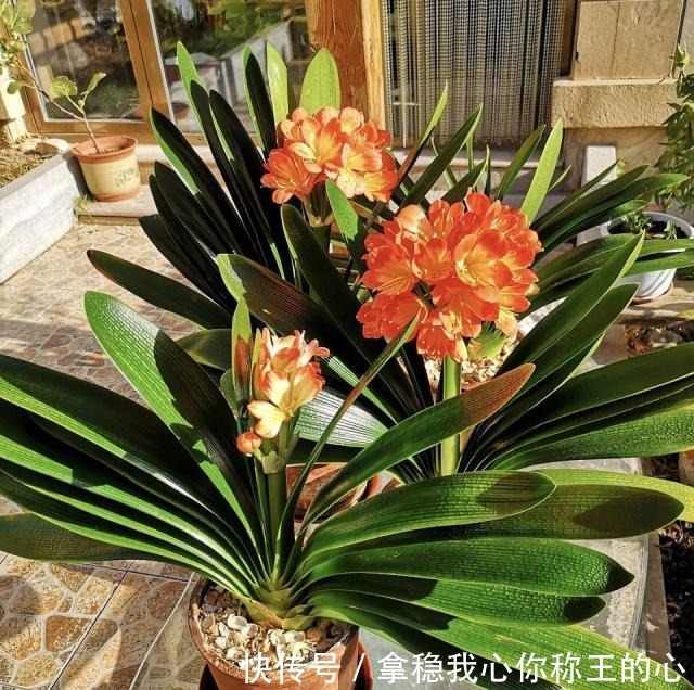 君子兰“度夏”很关键，记住“1要、2不要”，十月睡醒就疯长！