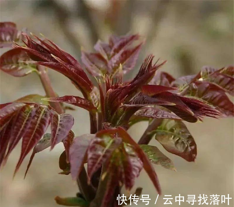 疲劳|上班容易累,记得吃7种食物,帮你“吃掉”身体疲劳,价格也不高!