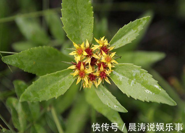 救命稻草|52岁大姐患癌3年,癌细胞一天比一天少,多亏这根“救命稻草”