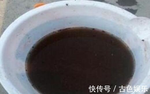 浇灌|他养蟹爪兰,浇灌2种“肥水”,嗖嗖冒出“钢锯叶”,满盆开花