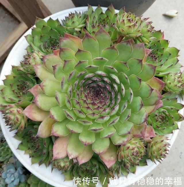 它堪称普货多肉之王,盆栽把控好5个细节,犹如朵朵盛开的莲花