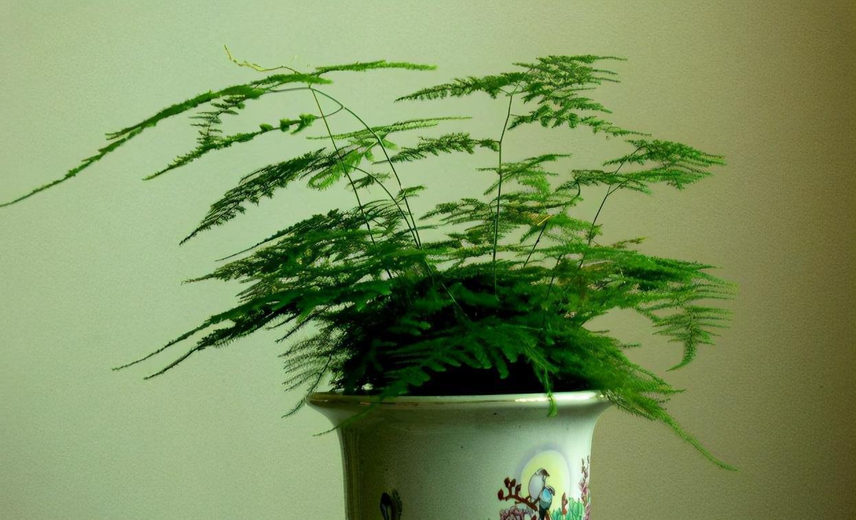 花友们|养文竹，不注意此3点，叶片枯黄，植株没精神、长势见阻