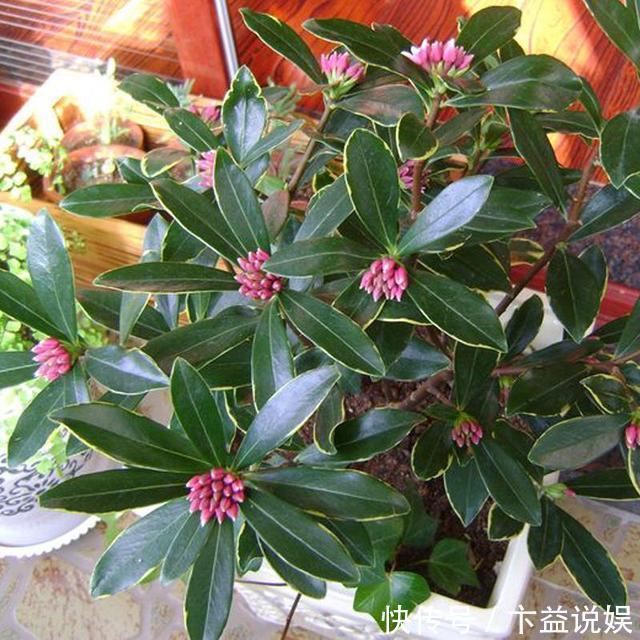 卧室养花避开这5种,熏得头晕脑胀,最容易失眠