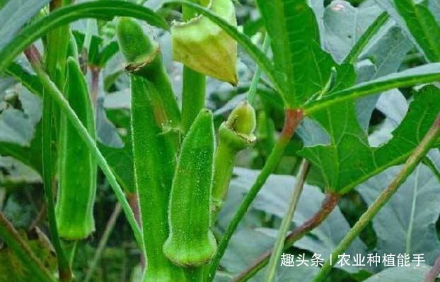 黄秋葵|黄秋葵健胃护肠,让更优质美味的黄秋葵上市,仅需做好三点