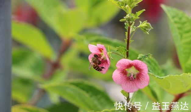 茉莉花|养此6种花要狠狠晒,越晒越能开,不然只见叶子不见花