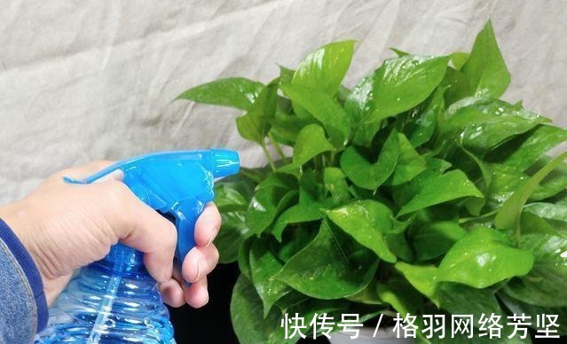 黄叶|绿萝又黄叶了, 这样一处理, 又是绿油油的一盆!