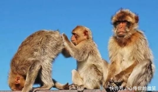  笑话|笑话：唐僧:此番取经应当找个快捷方式……