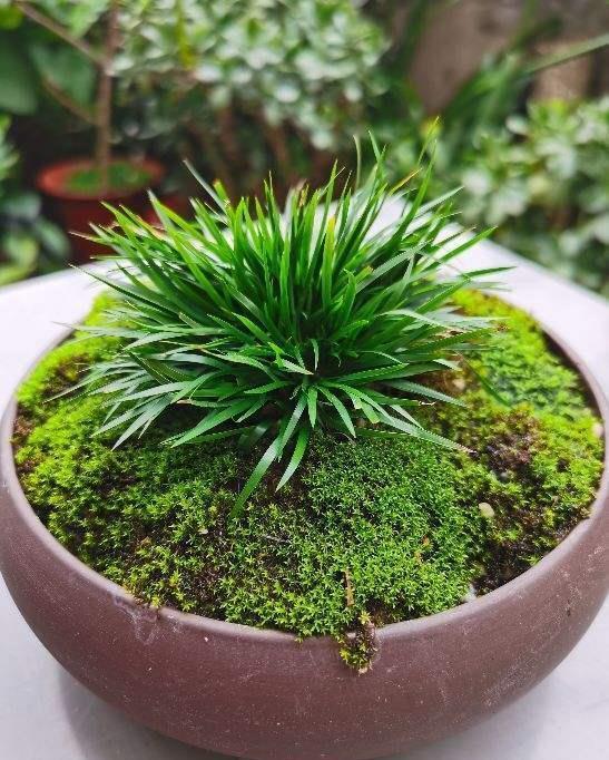 绿植|河边常见的3种草,现在都成了网红绿植,养护起来超简单