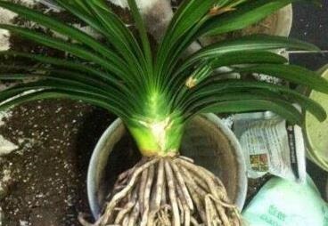 天凉后，君子兰浇上养根水，长出格格叶，一窜3箭花，超好用