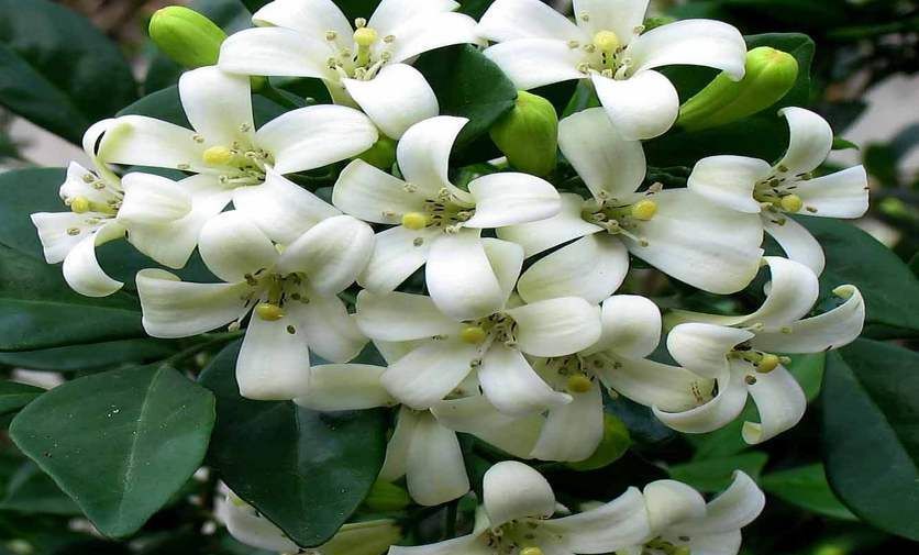 养花,提供一个适宜的生长环境才能生长开花结果