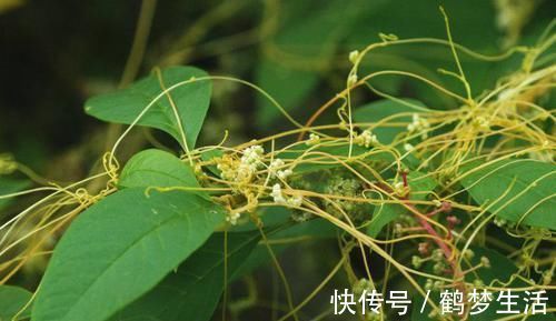 农村|农村这种“阎王草”,危害非常大,却有补肾益精的功效