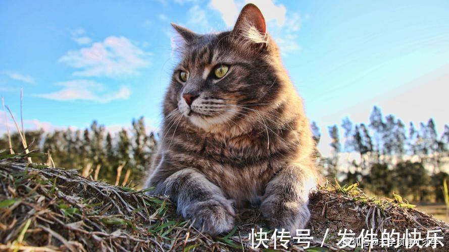 |幽默笑话:我正在午睡,突然接到女老板电话:你明天不用来上班了!