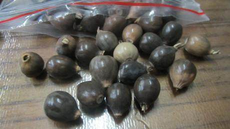 小时候常拿这个植物的果子做手链,到现在我还不知道名字,谁知道