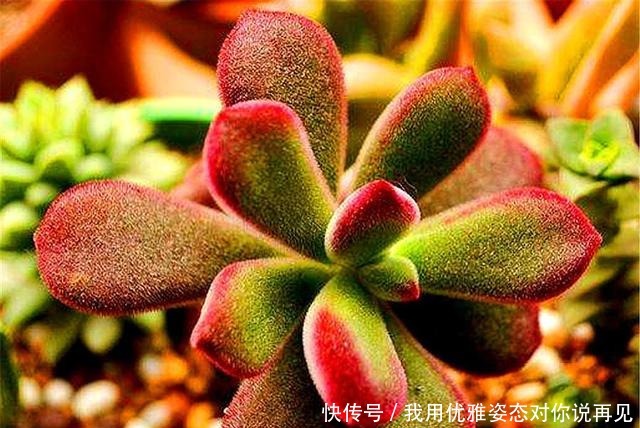 肥厚|春天养锦晃星，做好“3多1少”，叶子肥厚上色快，个子蹭蹭长