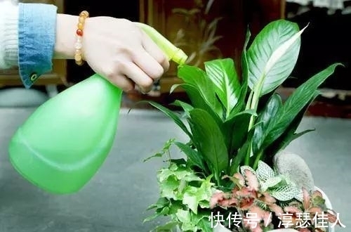 冬天养花：浇水有技巧，掌握4个要点，不黄叶不烂根，啥花都能活