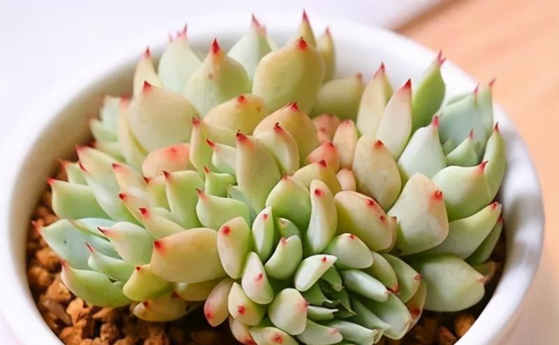 冬天养护多肉红爪,注意这四点,株型紧凑叶尖猩红更诱人