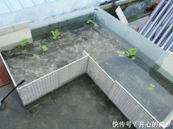 楼顶|钓鱼太多吃不完,又送不出去,楼顶搭个鱼池养起来