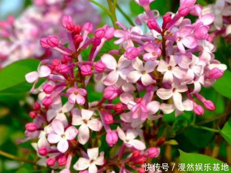 阳台|养花就养4种花，家里养一盆，开花漂亮花期长，阳台养出小花园