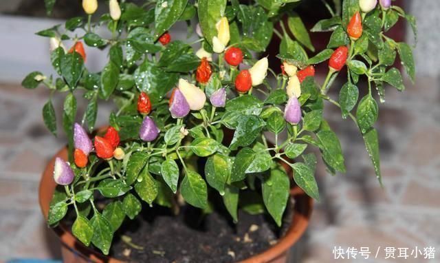 阳台上一定要种株“辣椒花”,不仅好看还好吃,比养花合适多了