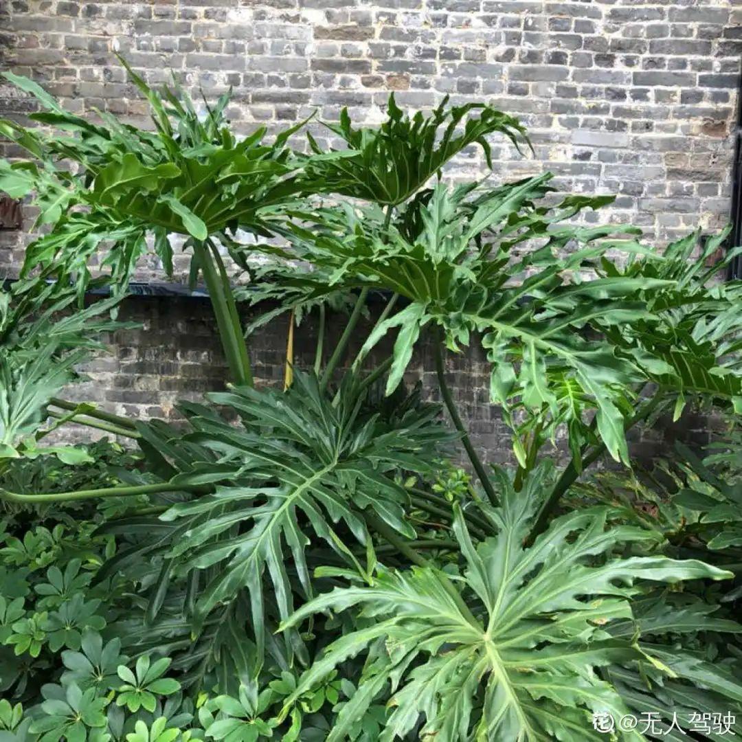 叶子|家里养棵“丑八怪”,霸气镇宅,越养越爱