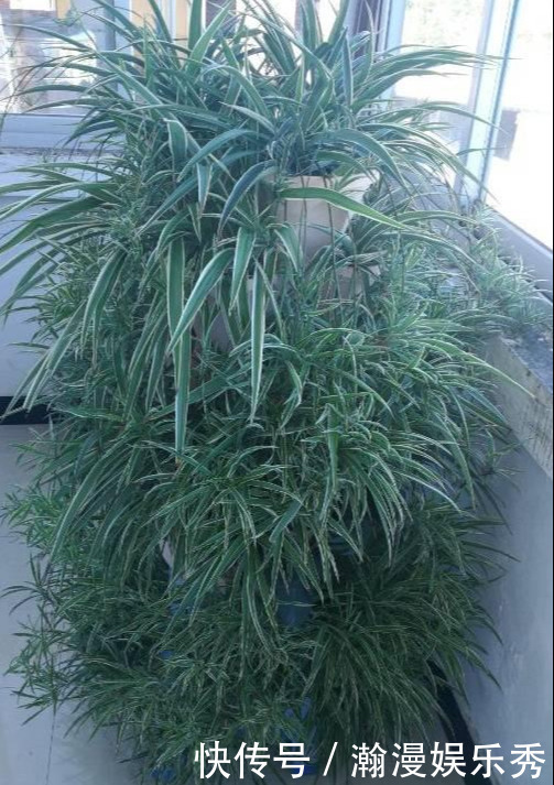 这3种吊兰千万别这么养,不然疯长爆芽,控制不住!