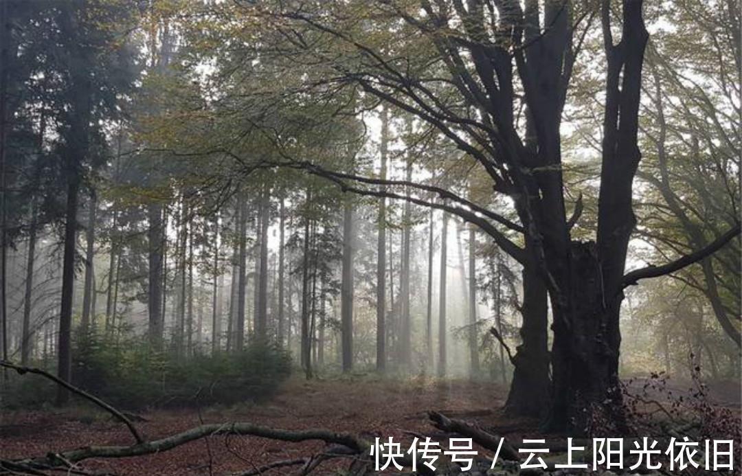 赠质上人@一首很有哲理的唐诗,每一句都是人生箴言,值得我们去细细品读!