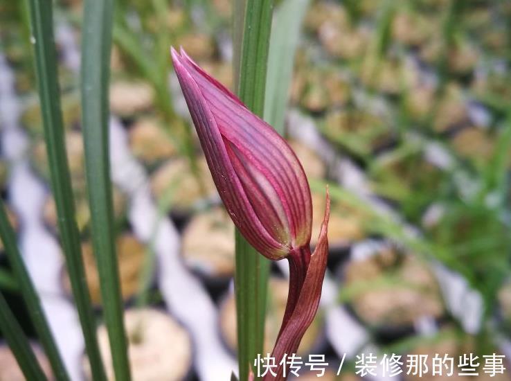 春剑红素之王:都江红素|春剑红素之王:都江红素,盆栽顾及到这些,品相完美,百看不厌