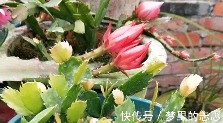 蟹爪兰叶子“打焉”,用这个“小方法”,叶片肥厚,长势更旺!