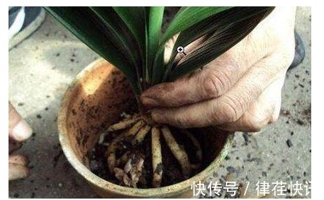 君子兰、长寿花、蟹爪兰总不开花，可能盆里缺点它，加一点就开花