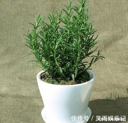 观赏|六种“冻不死”植物,沾土既活,放在家里满屋香!身体还会更健康