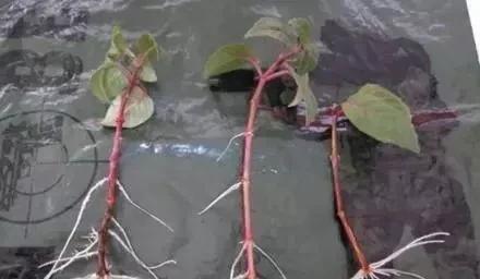 1种花,花型奇特,花期长,枝条插土10天能生根,比绿萝漂亮100倍