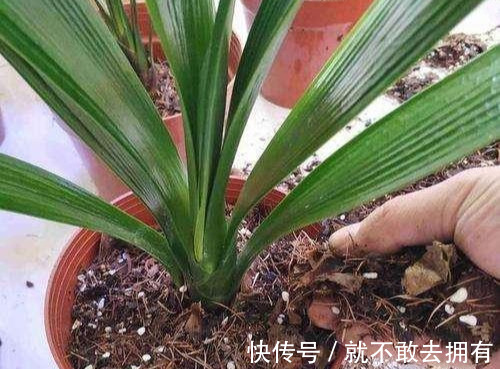 换盆的旧土别扔!加点“烂东西”,肥沃流油,养啥花旺啥花