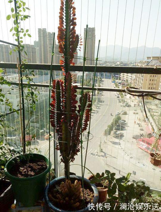 枝条|龙骨剪个叉，沾土就生根，长到“比人高”，放在门口最镇宅