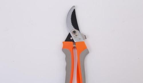 不敢尝试扦插？捏准“7个要点”，养花省钱、还能拥有更多