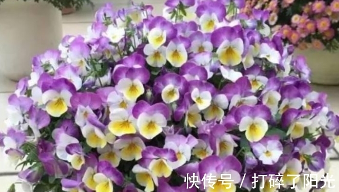 养分|4种花很好养,耐热耐晒更耐旱,养一盆一年四季都在开!