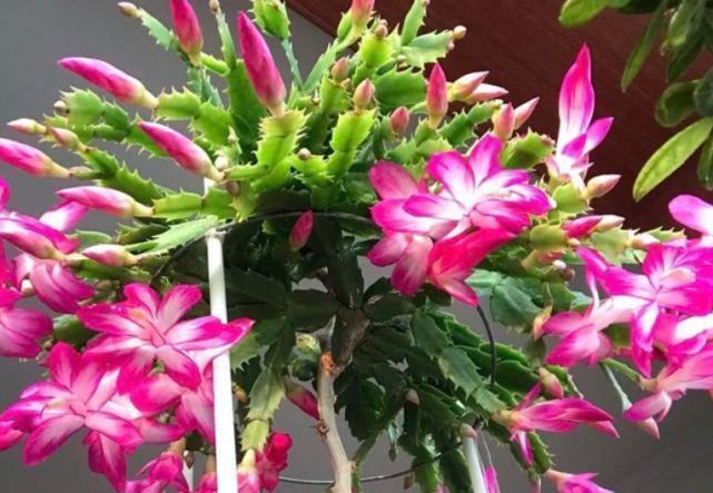 悄悄告诉你,花卉不开花,用点“催花水”,花开满盆,变养花高手