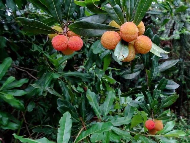 八月瓜|农村野果大全，儿时常吃的味道，吃过15种以上没多少人！