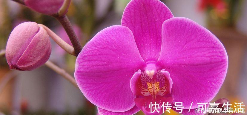 金银花|花友公认具有灵性的绿植,你需要知道它们