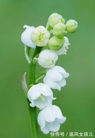 农历九月初九寒露后，养什么花？以下3种花，健康长寿幸福一生