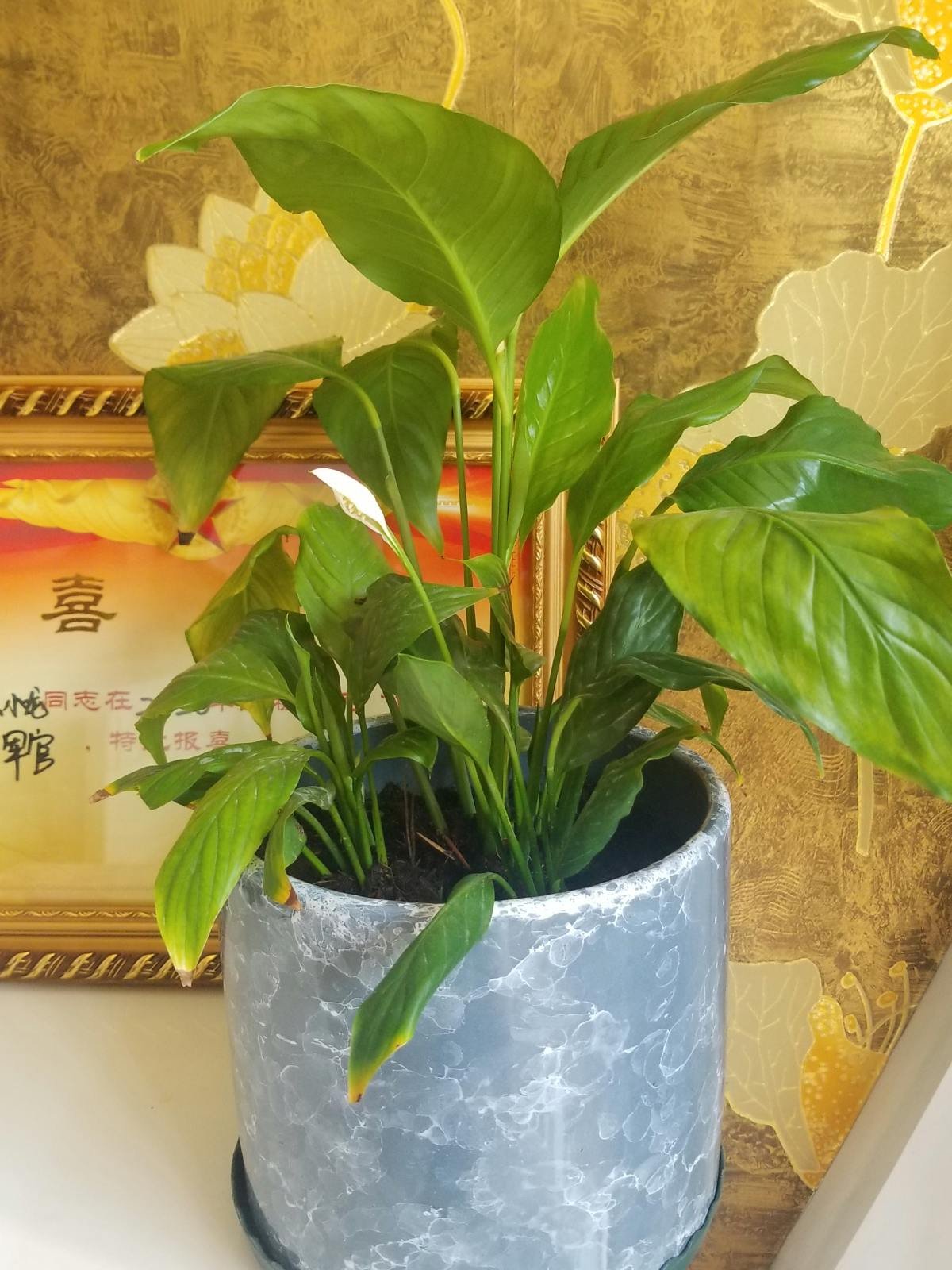 蟹爪兰|没光也能开花的4种植物,花香浓郁寓意好,冬天养正合适
