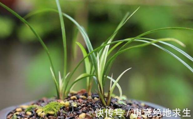 兰花服盆的时间是几天,服盆期间,该如何浇水