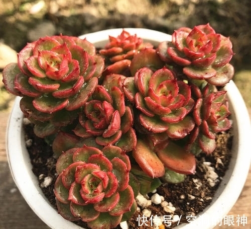 养多肉植物,掌握5个基本要点,顺利长满盆,实用又有效!