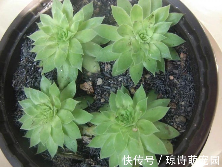 别花钱买生根水给植物泡了,拿这些代替,既有趣又实用