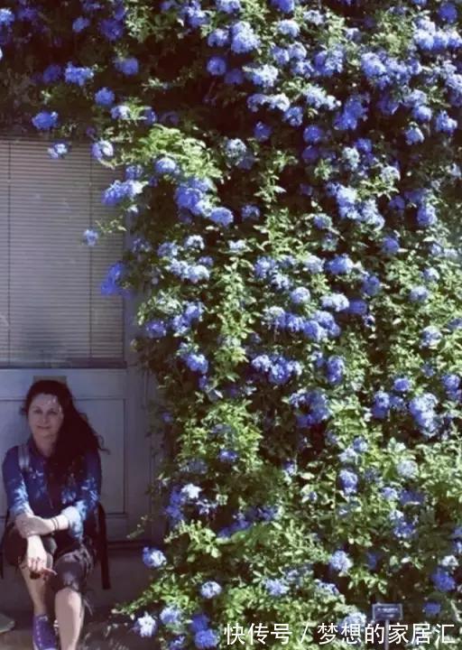 养护|最全蓝雪花养护指南,让蓝雪疯狂一夏