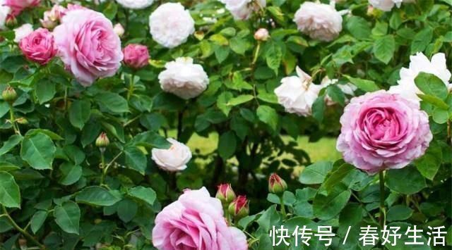 用白糖、白醋来养花，全都比不过1勺“白粉末”，除虫沤肥效果好