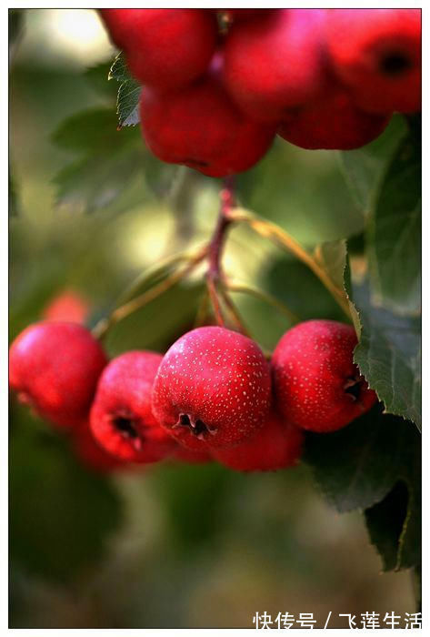 盘点|孕妇不能吃的东西大盘点,全在这里了,不需要到处查找了!