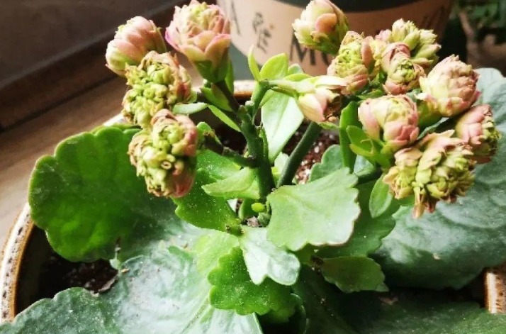 夏季|夏季长寿花要休眠,但出现这些情况,一忽视就只能收获空盆