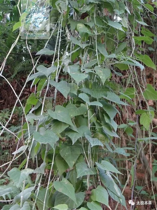 疮疡肿毒|飞龙接骨,见过吗?用于扭伤骨折、腰肌劳损、坐骨神经痛