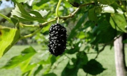 红心|会吃的人更健康,多吃3种食物,净化血液,缓解疲劳,改善失眠