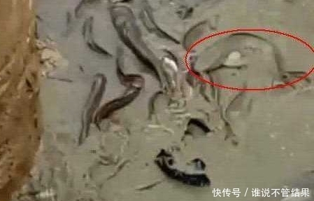 挖掘机施工挖塌一个洞，瞬间涌出黑乎乎一片